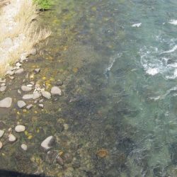 狩野川（狩野川漁業協同組合） 釣果