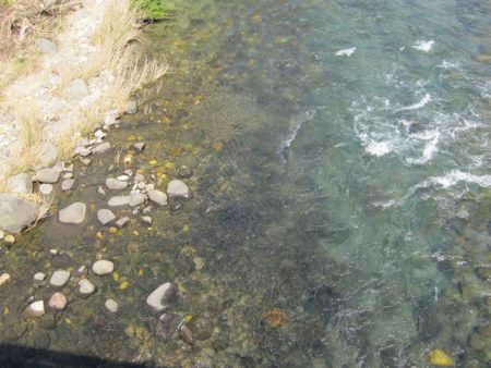 狩野川（狩野川漁業協同組合） 釣果