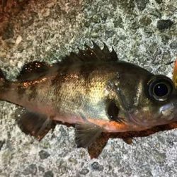 逆境の中、メバルプラッキングで少ないチャンスをモノにできるか！？ nadarライトゲームプラグモニター投稿