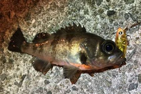 逆境の中、メバルプラッキングで少ないチャンスをモノにできるか！？ nadarライトゲームプラグモニター投稿