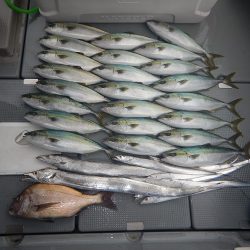 sea boss　シーボス 釣果