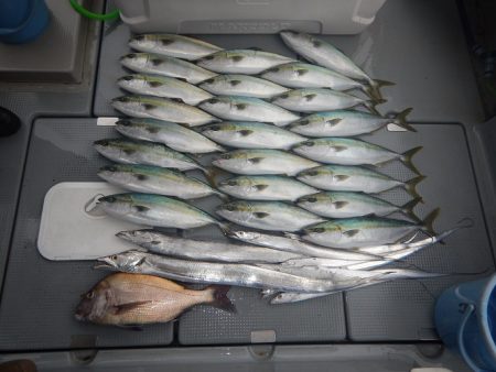 sea boss　シーボス 釣果