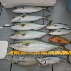 sea boss　シーボス 釣果