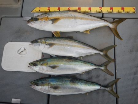 sea boss　シーボス 釣果