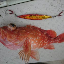 マタウマリンサービス 釣果