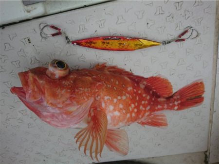 マタウマリンサービス 釣果