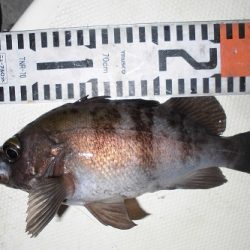 ルアー船マヒマヒ 釣果