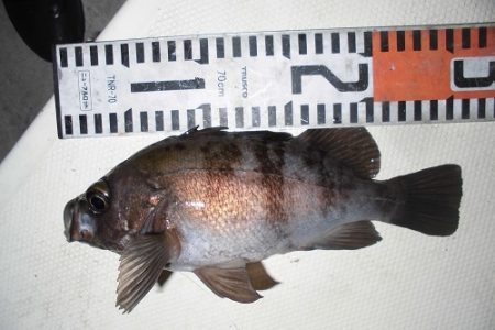 ルアー船マヒマヒ 釣果