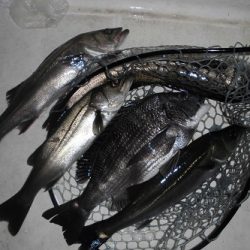 ルアー船マヒマヒ 釣果
