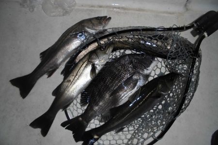 ルアー船マヒマヒ 釣果