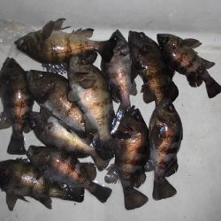 ルアー船マヒマヒ 釣果