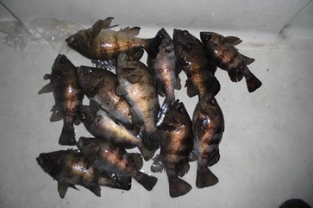 ルアー船マヒマヒ 釣果