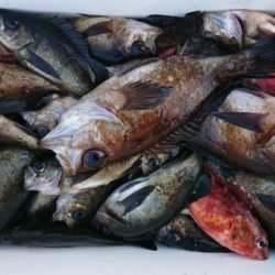 オーフリー 釣果