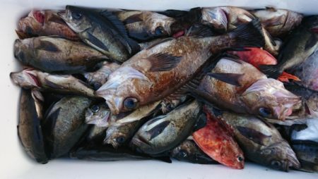 オーフリー 釣果