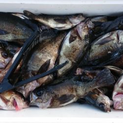 オーフリー 釣果