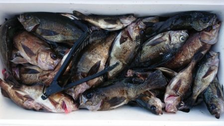 オーフリー 釣果