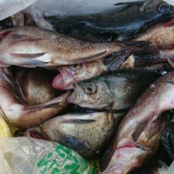 オーフリー 釣果