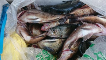 オーフリー 釣果