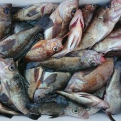 オーフリー 釣果