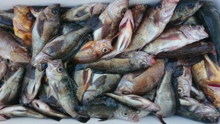 オーフリー 釣果