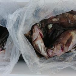 オーフリー 釣果