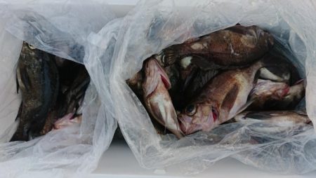 オーフリー 釣果