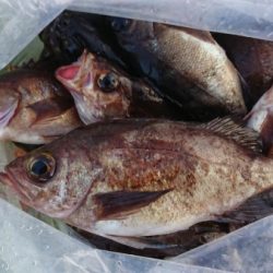 オーフリー 釣果