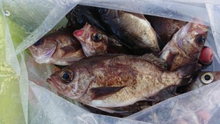 オーフリー 釣果