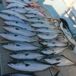 旭星釣りセンター 釣果