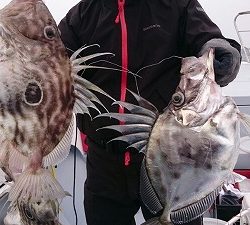 海龍丸（福岡） 釣果