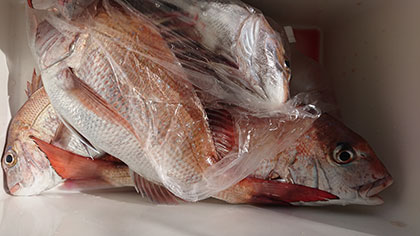 松本釣船２ 釣果