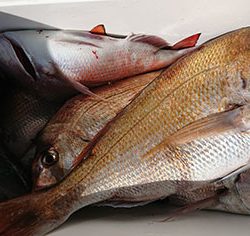 松本釣船２ 釣果