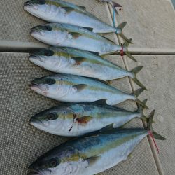 旭星釣りセンター 釣果