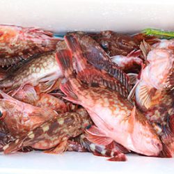 松本釣船２ 釣果