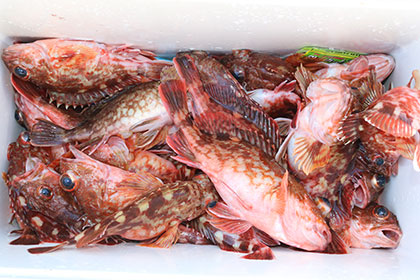 松本釣船２ 釣果