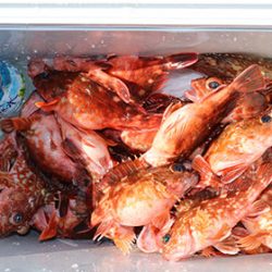 松本釣船２ 釣果