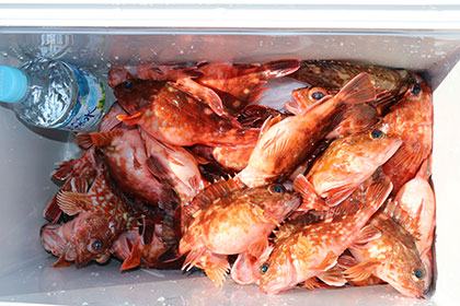 松本釣船２ 釣果