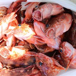 松本釣船２ 釣果