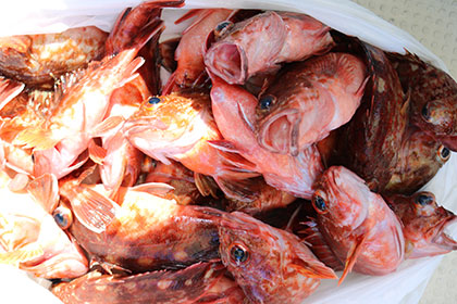 松本釣船２ 釣果