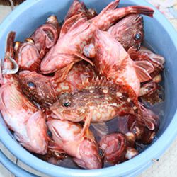 松本釣船２ 釣果