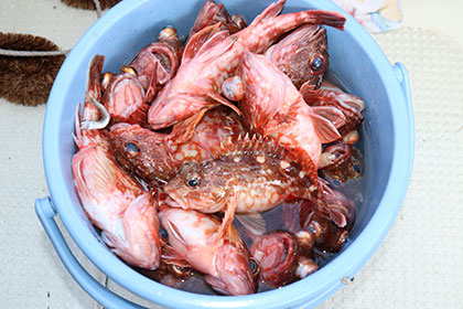 松本釣船２ 釣果