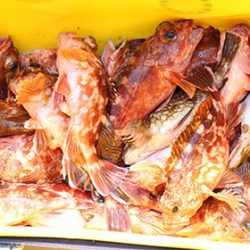 松本釣船２ 釣果