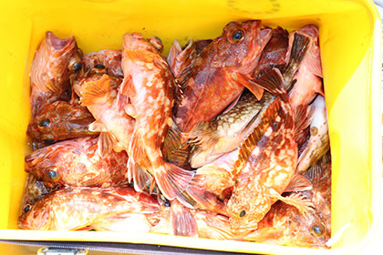 松本釣船２ 釣果