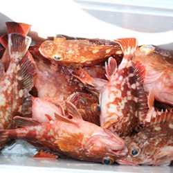 松本釣船２ 釣果