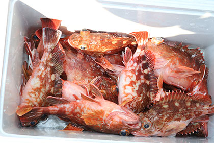 松本釣船２ 釣果