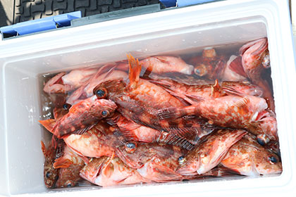 松本釣船２ 釣果