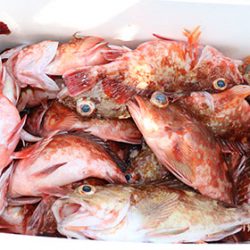 松本釣船２ 釣果