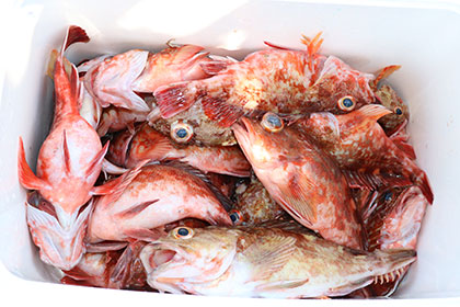 松本釣船２ 釣果