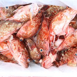 松本釣船２ 釣果