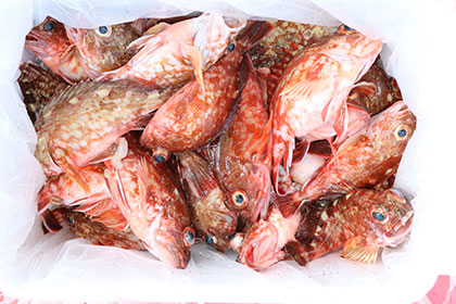 松本釣船２ 釣果